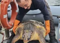 Çanakkale'de 150 kiloluk caretta caretta kurtarıldı