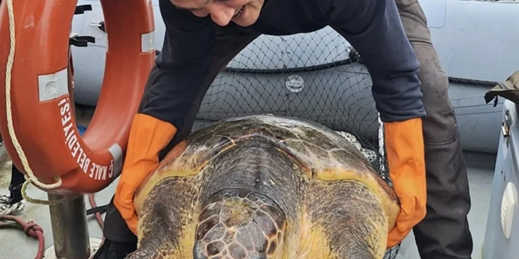 Çanakkale'de 150 kiloluk caretta caretta kurtarıldı