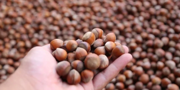 Fındık ihracatından 2 ayda 426 milyon dolar gelir