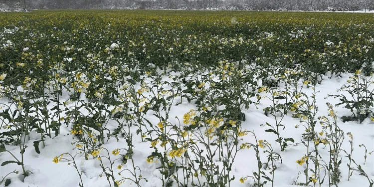 "Edirne'deki Kanola Tarlaları Sarıdan Beyaza Büründü"