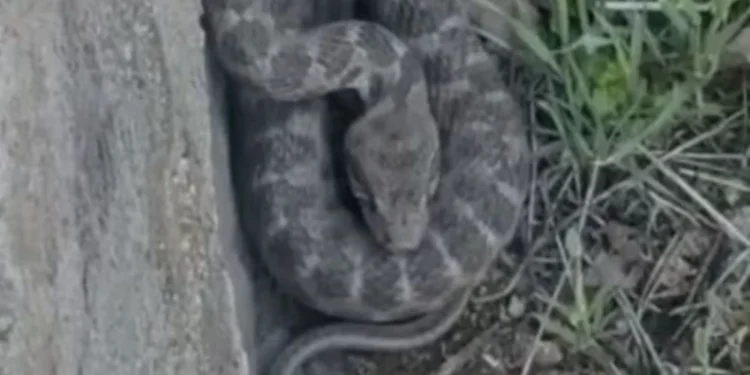 Elazığ’da Zehirli Engerek Yılanı Tespit Edildi