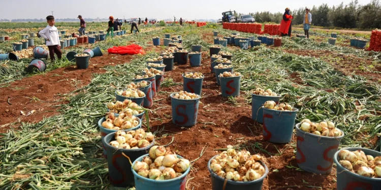 "Çiftçilere 8,4 Milyar Lira Destek Ödemesi Yarın Yapılacak"