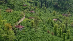 Karadeniz'de fındık hasadı için hazırlıklar başladı