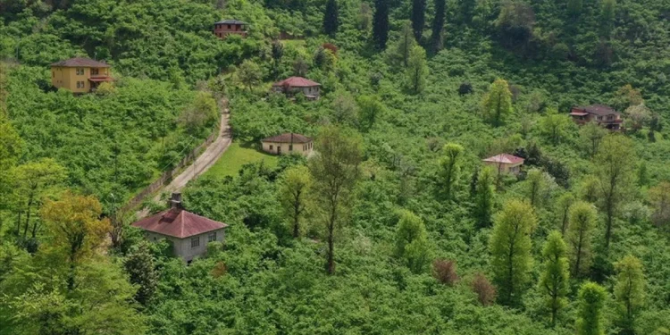 Karadeniz'de fındık hasadı için hazırlıklar başladı