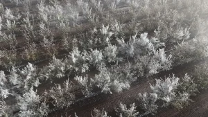 Zirai don felaketi büyüdü, fiyat artışı bekleniyor