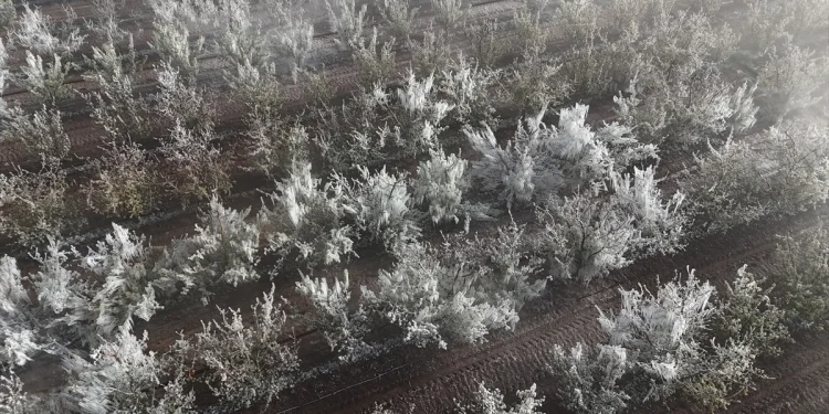 Zirai don felaketi büyüdü, fiyat artışı bekleniyor
