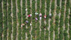 Çiftçilere 3,1 Milyar Lira Destek Ödemesi Bugün Yapılacak
