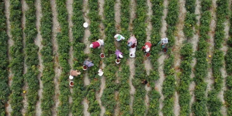 Çiftçilere 3,1 Milyar Lira Destek Ödemesi Bugün Yapılacak