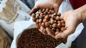 Fındık ihracatı 2025'in ilk 4 ayında 852 milyon dolar