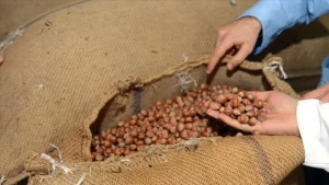 Düzce’den AB Ülkelerine 11 Bin Ton Fındık İhracatı
