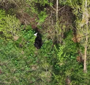Kayseri'de Kaybolan Düve Drone Yardımıyla Bulundu