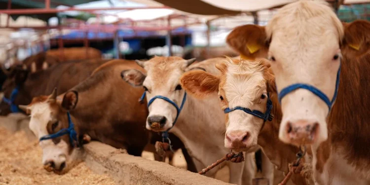 Kurbanlık hayvan sayısı yeterli, sorun beklenmiyor