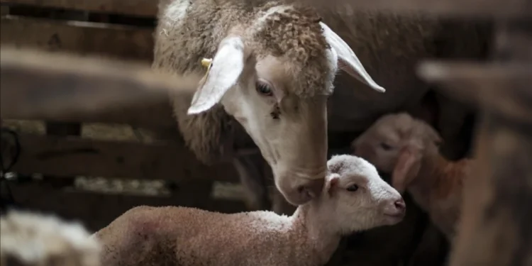 Türkiye, Hayvancılıkta Avrupa’nın Lideri Oldu