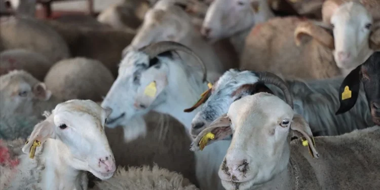 Fırsatçılara geçit yok: Bayramda denetim artıyor
