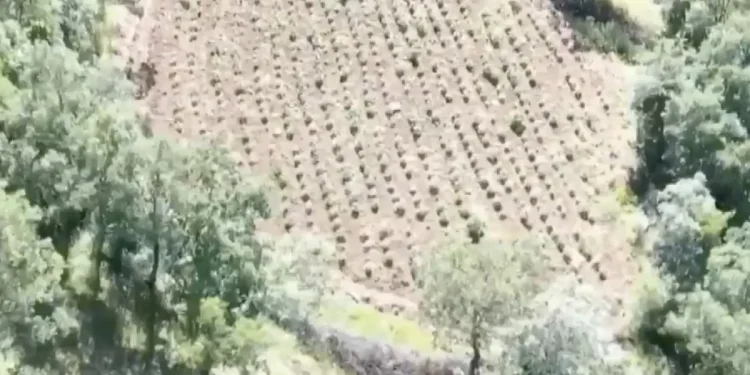 Diyarbakır'da 3.4 milyon kenevir: 7 gözaltı kararı