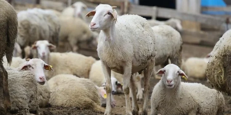 ‘Huzurlu Türkiye’ süreci hayvancılığı canlandıracak