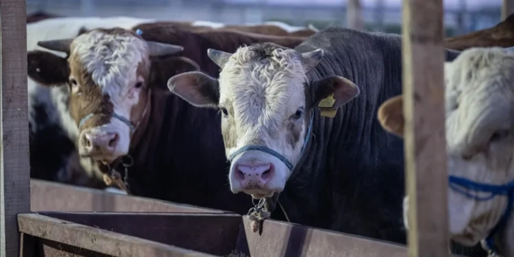 ESK, pazarda kalan kurbanlıkları satın alacak