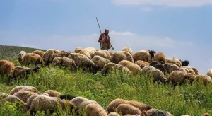 Hayvancılıkta Yabancı Çoban İçin Başvurular Başladı