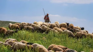 Yabancı çobanlar hayvancılığa can katacak, çare olacak.