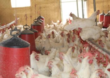 30 tavukla başladı, 1.700 tavuğa ulaştı! Bölgeye örnek oldu