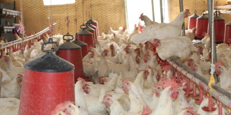 30 tavukla başladı, 1.700 tavuğa ulaştı! Bölgeye örnek oldu