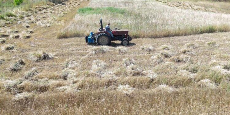 Alım garantisi verildi, üretim bin 500 kat arttı!