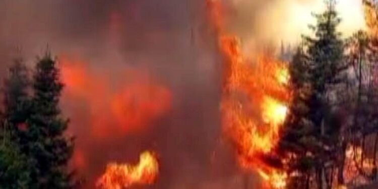 Arıları sakinleştirmek isterken 80 hektar ormanı yaktı