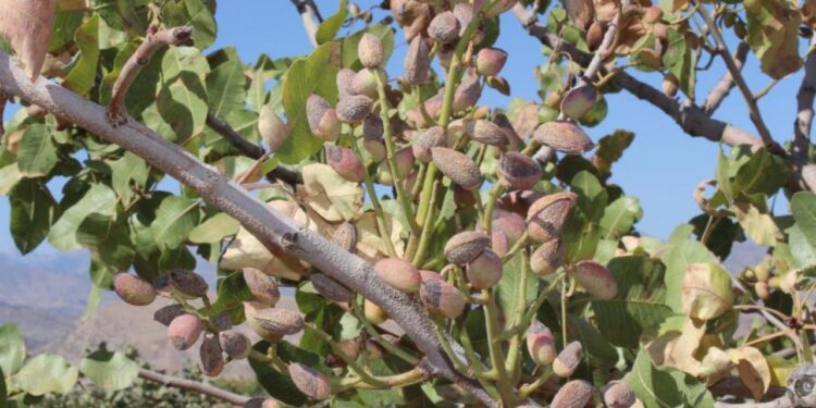 Aşırı sıcaklar fıstığı vurdu: Rekoltede yüzde 80 kayıp bekleniyor