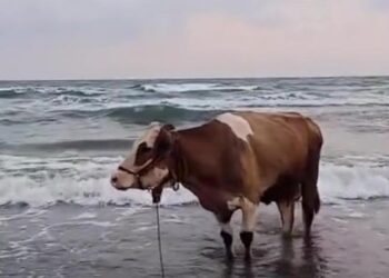 Balık değil inek: Kavurucu sıcaktan bunalıp denize girdi