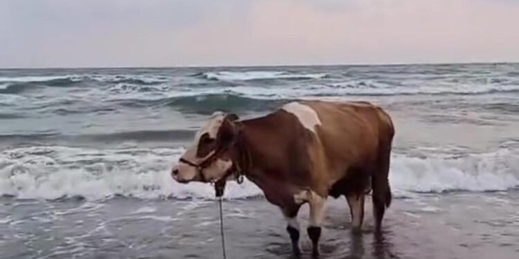 Balık değil inek: Kavurucu sıcaktan bunalıp denize girdi