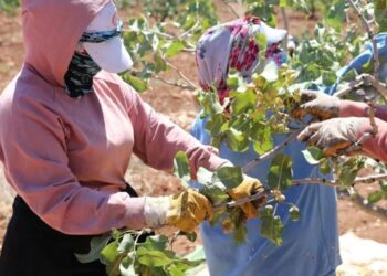 Boz Antep fıstığı kilosu 700 liradan satılıyor: Üretici mutlu