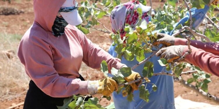 Boz Antep fıstığı kilosu 700 liradan satılıyor: Üretici mutlu