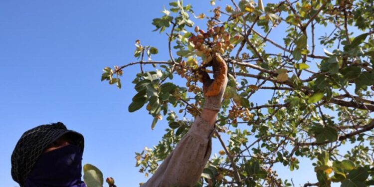 Diyarbakır’da ‘Yeşil Altın’ hasadı başladı! Tarlada kilosu 100 TL