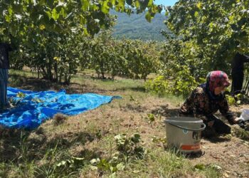 Fındık hasadı başladı, tırpan ücretleri rekor kırdı