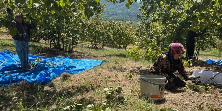 Fındık hasadı başladı, tırpan ücretleri rekor kırdı