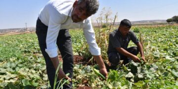 Gaziantep’te hasat başladı! Domates, patlıcan…