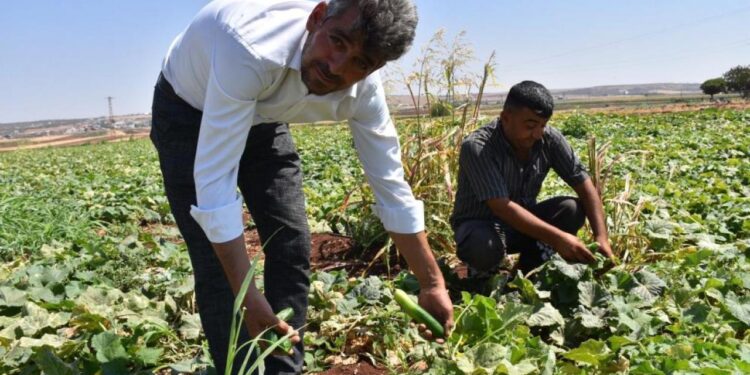 Gaziantep’te hasat başladı! Domates, patlıcan…