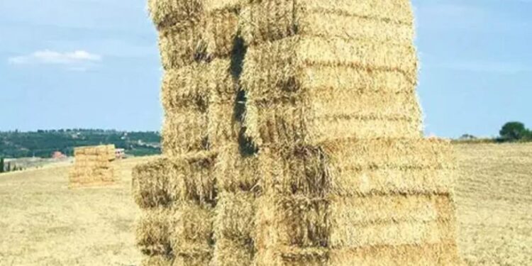 Geçen yıl tarlada çürümüştü! Bu yıl üreticilerin yüzünü güldürdü