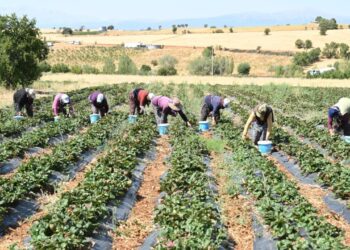 Hüyük’te coğrafi işaretli çileğin hasadı başladı