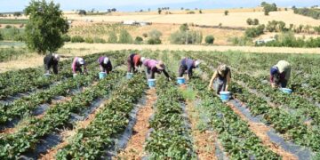 Hüyük’te coğrafi işaretli çileğin hasadı başladı