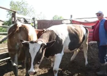 Katkının gücü: Devlet desteği ile sürü sahibi oldu!