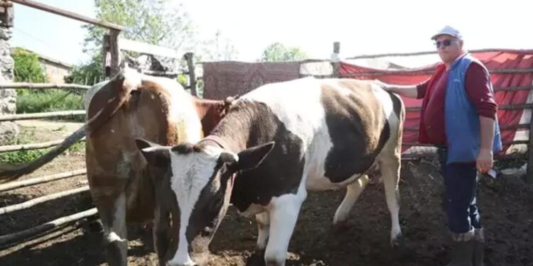 Katkının gücü: Devlet desteği ile sürü sahibi oldu!