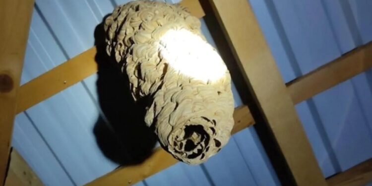 Koruma altına alındı! Öldürene 50 bin euro ceza