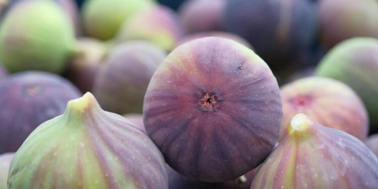 Kraliçe İnciri’nde hasat başladı: Geçen yıl 32 ülke talip oldu!