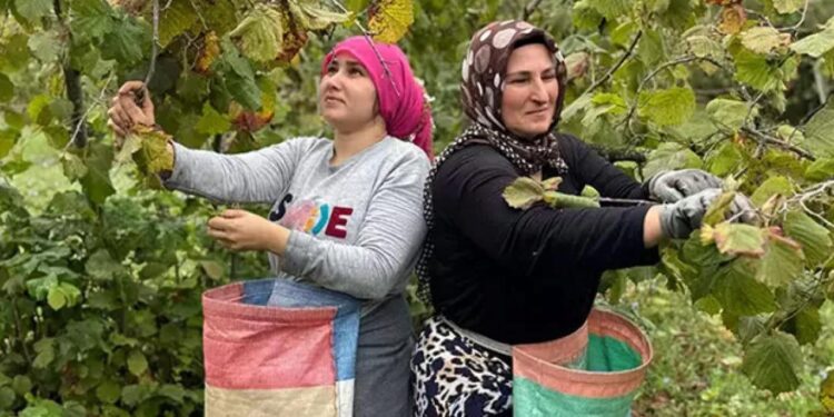 Ordu’da üreticilerin Fındık hasadı başladı!