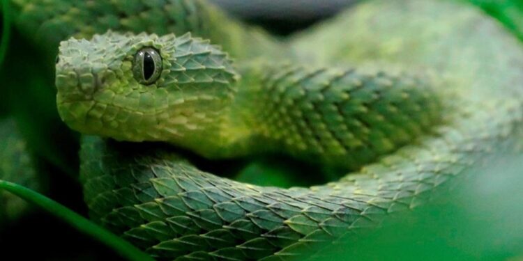 Oyuncak trende zehirli yılan dehşeti