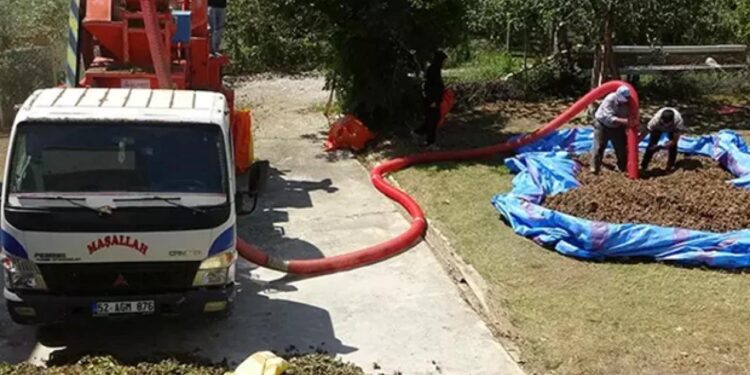 Saatlik ücreti 4 bin 500 TL! Fındıkta patoz mesaisi başladı