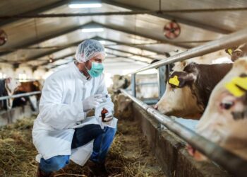 Şap hastalığı salgını iddiası! Açıklama geldi