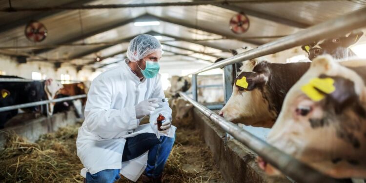 Şap hastalığı salgını iddiası! Açıklama geldi