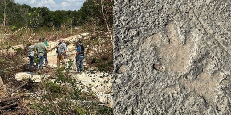 Sel 115 milyon yıllık gizemi ortaya çıkardı